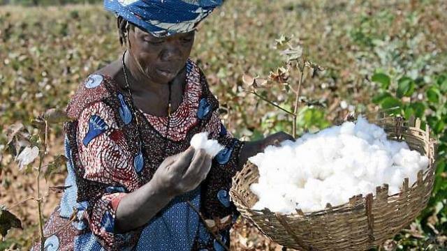 La production de coton bio au Burkina Faso en croissance de 53%